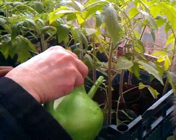 How to feed tomato seedlings after picking 