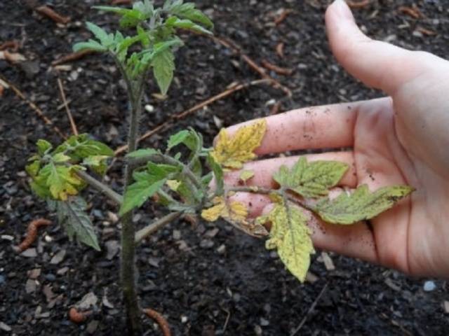 How to feed tomato seedlings after picking 