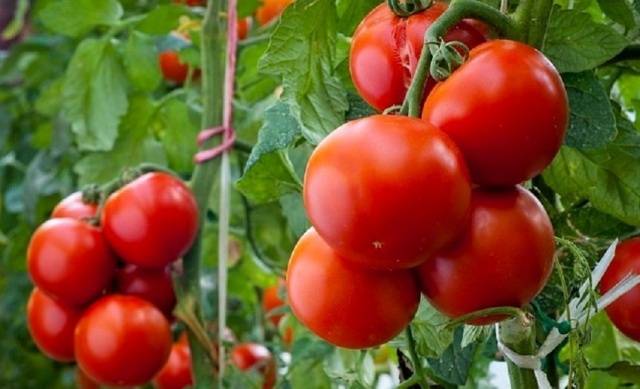 How to feed tomato seedlings after picking 