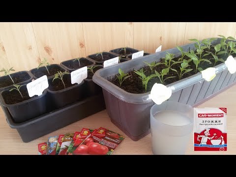 How to feed tomato seedlings after picking 