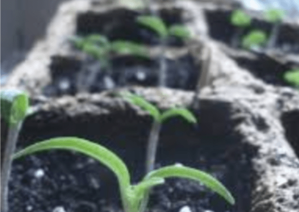 How to feed tomato seedlings after picking 