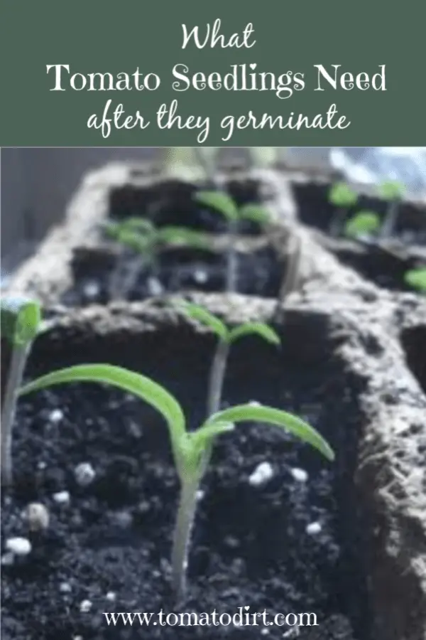 How to feed tomato seedlings after picking 