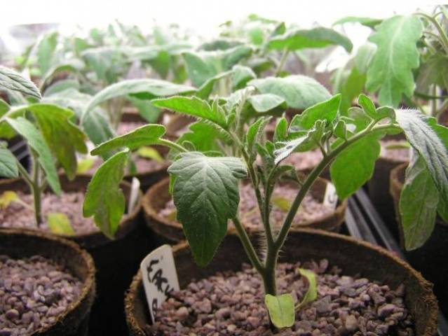 How to feed tomato seedlings at home 