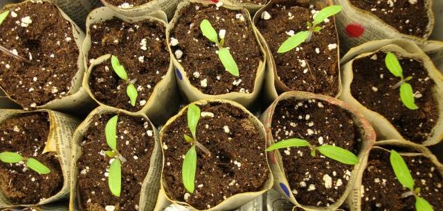 How to feed tomato seedlings at home 