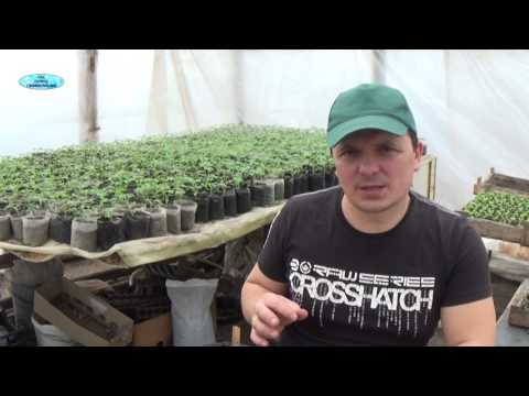 How to feed tomato seedlings at home 