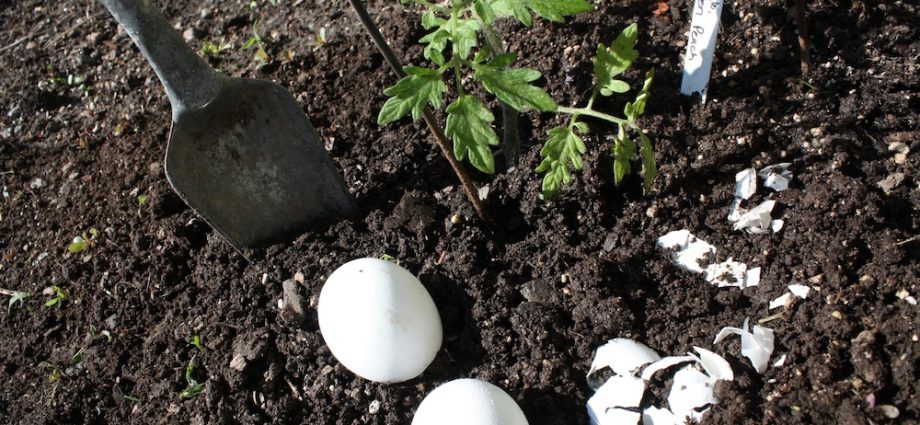 How to feed tomato seedlings at home 