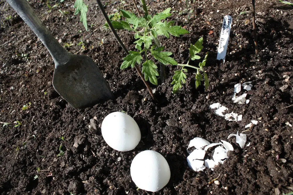 How to feed tomato seedlings at home 