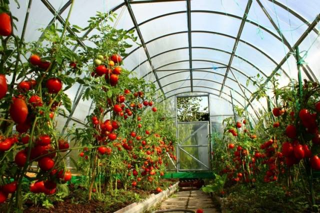 How to feed tomatoes after planting in a greenhouse