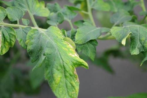 How to feed tomatoes after planting in a greenhouse