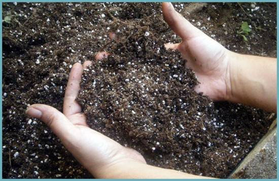 How to feed tomatoes after planting in a greenhouse