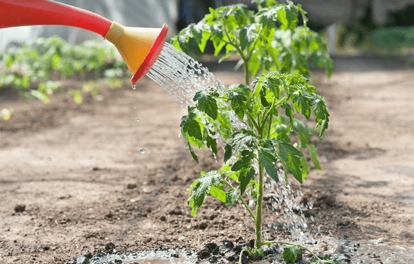 How to feed tomatoes after planting in a greenhouse