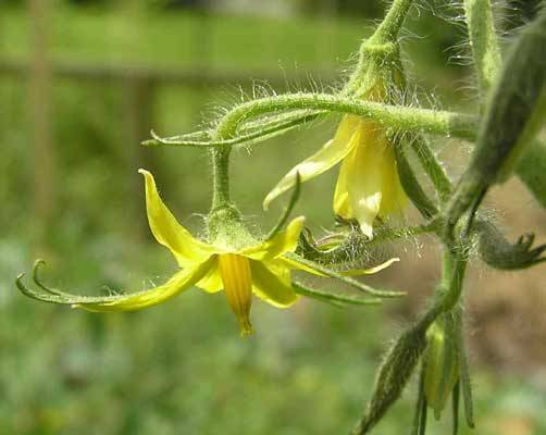 How to feed tomatoes after planting in a greenhouse