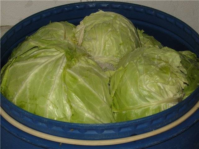 How to ferment cabbage for the winter: a recipe