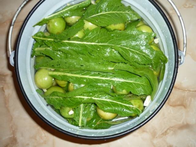 How to ferment green tomatoes in a bucket