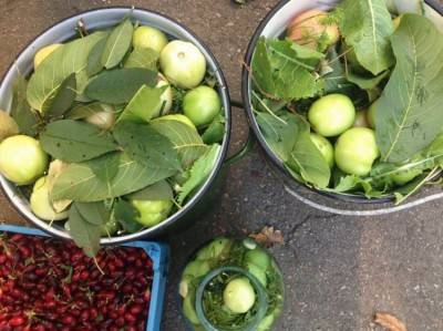 How to ferment green tomatoes in a bucket