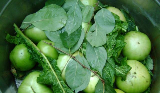 How to ferment green tomatoes in a saucepan