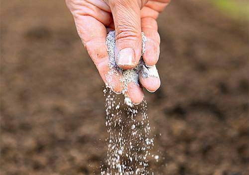 How to fertilize cucumbers with ashes