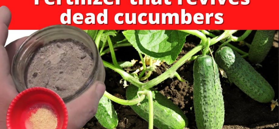 How to fertilize cucumbers with ashes