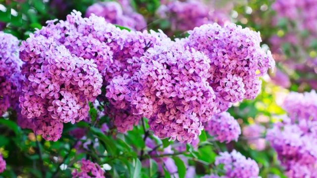 How to fertilize lilacs for lush flowering, after flowering