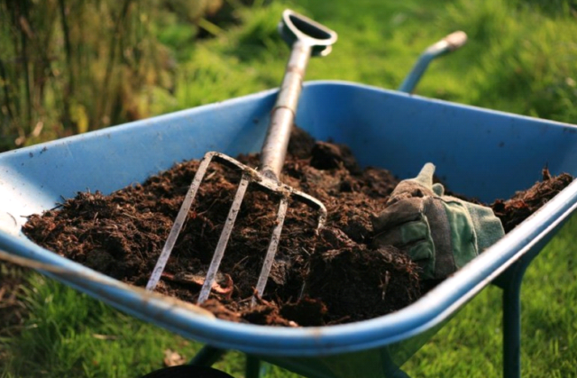 How to fertilize lilacs for lush flowering, after flowering