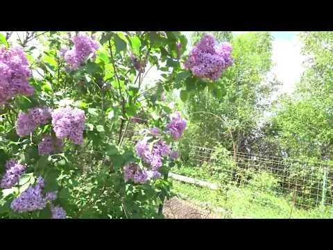 How to fertilize lilacs for lush flowering, after flowering