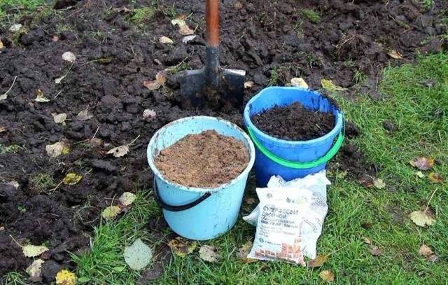 How to fertilize potatoes when planting in a hole 