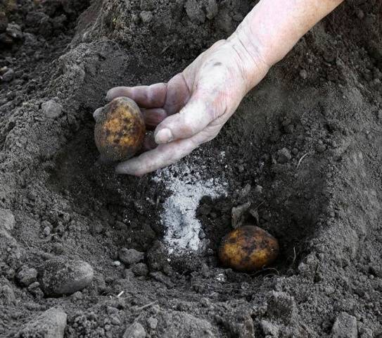 How to fertilize potatoes when planting in a hole 