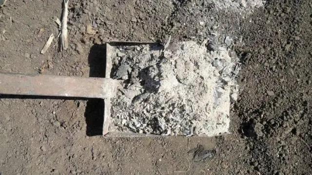 How to fertilize potatoes when planting in a hole 