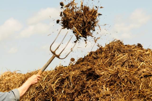 How to fertilize potatoes when planting in a hole 