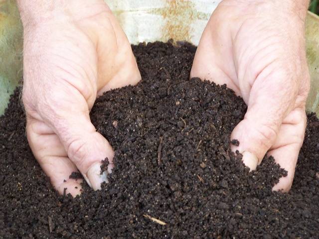 How to fertilize potatoes when planting in a hole 