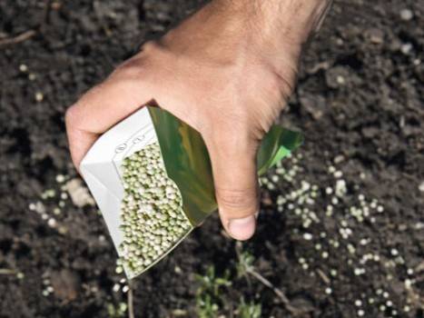 How to fertilize potatoes when planting in a hole 