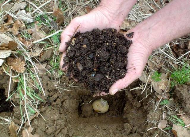 How to fertilize potatoes when planting in a hole 