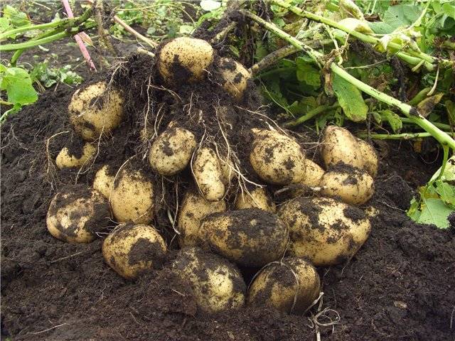 How to fertilize potatoes when planting in a hole 