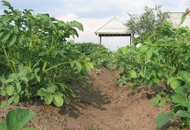 How to fertilize potatoes when planting in a hole 