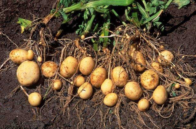 How to fertilize potatoes when planting in a hole 