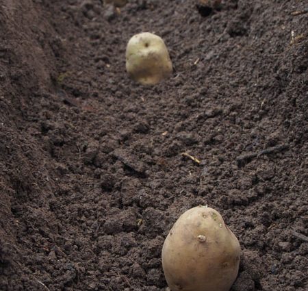 How to fertilize potatoes when planting in a hole 