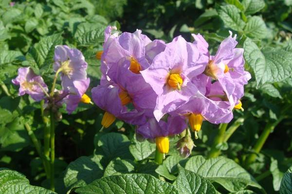 How to fertilize potatoes when planting in a hole 