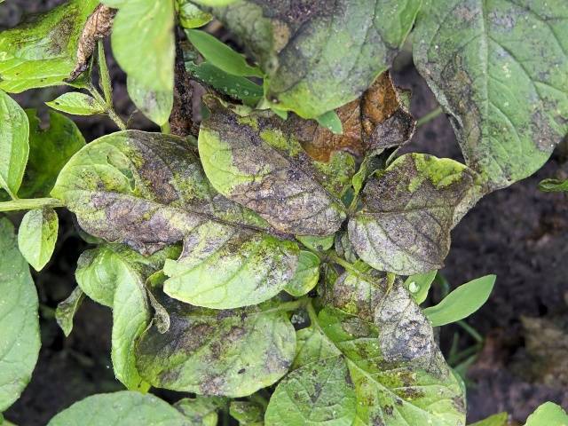 How to fertilize potatoes when planting in a hole 