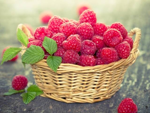 How to fertilize raspberries in spring