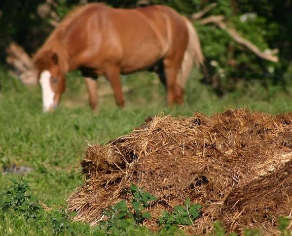 How to fertilize raspberries in spring