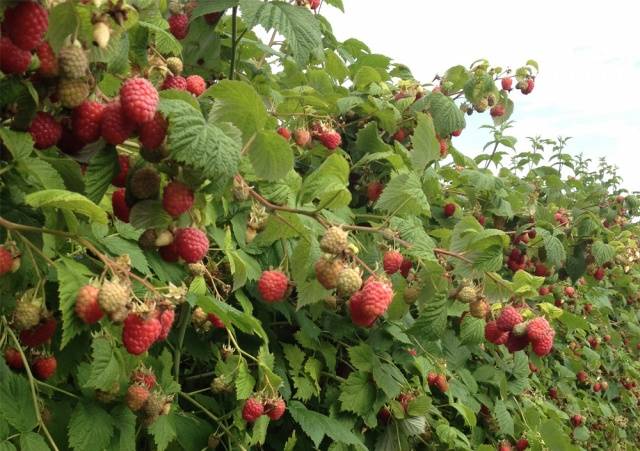 How to fertilize raspberries in spring