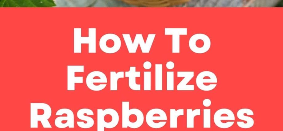 How to fertilize raspberries in spring