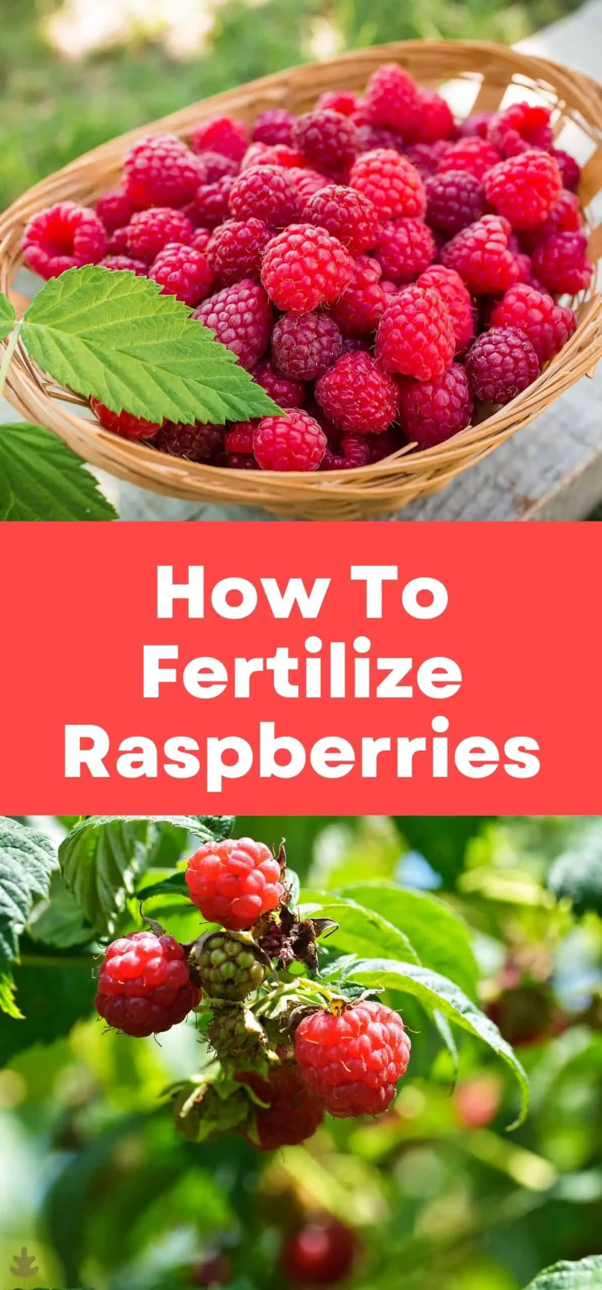 How to fertilize raspberries in spring