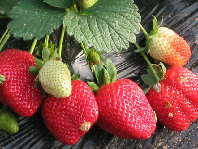 How to fertilize strawberries in the fall