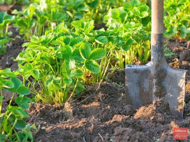 How to fertilize strawberries in the fall