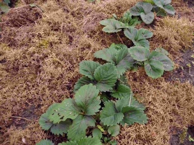 How to fertilize strawberries in the fall