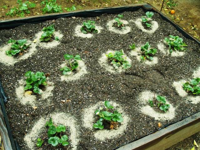 How to fertilize strawberries in the fall