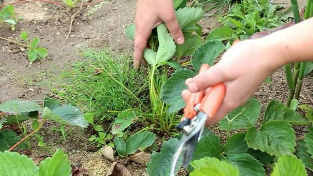 How to fertilize strawberries in the fall