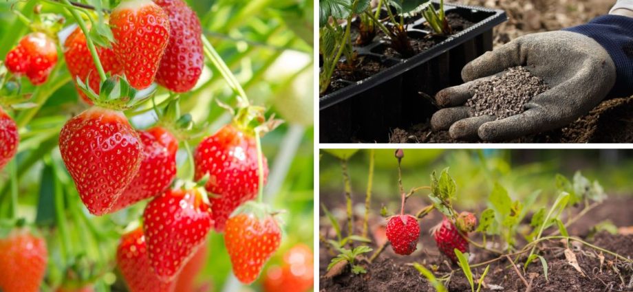 How to fertilize strawberries in the fall