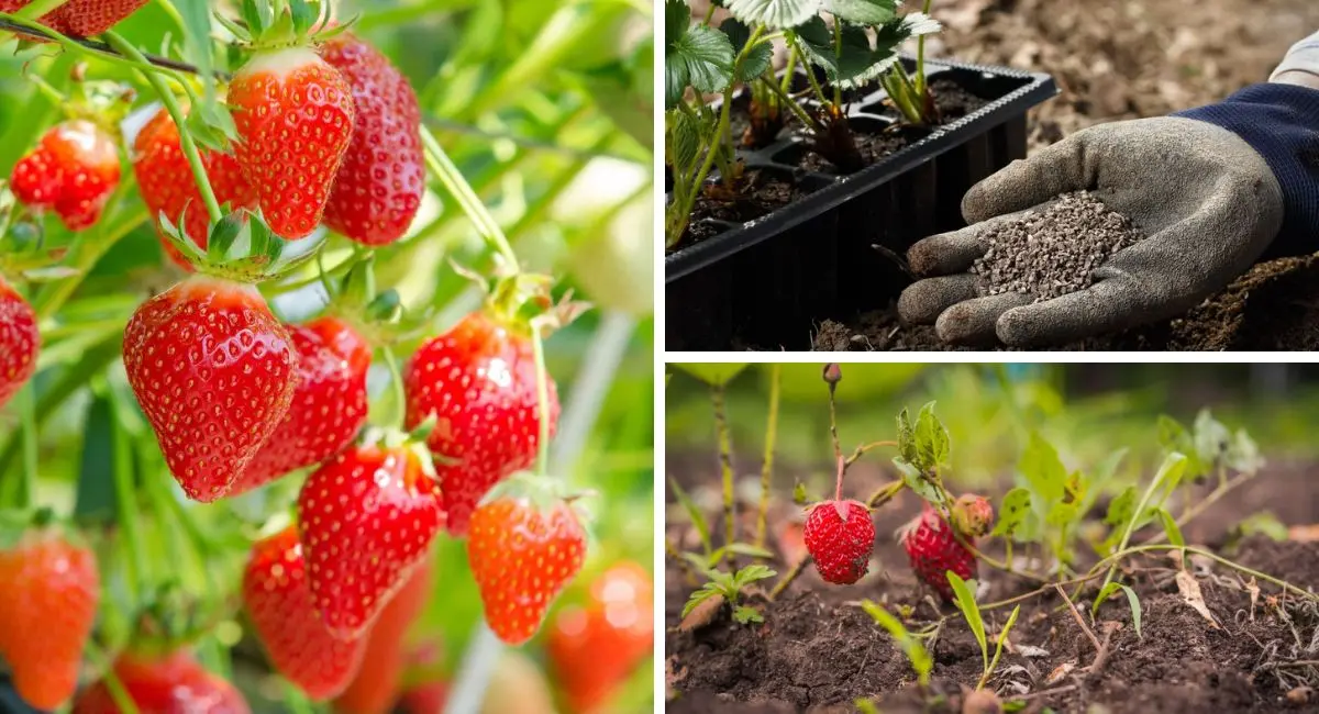 How to fertilize strawberries in the fall